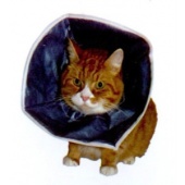 比利時BUSTER原裝進口貓用『軟質』防舔頸圈/拋棄式裸包