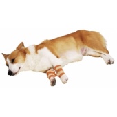日本Petio介護犬用護膝，降低褥瘡舒緩關節炎及摩擦/中尺寸