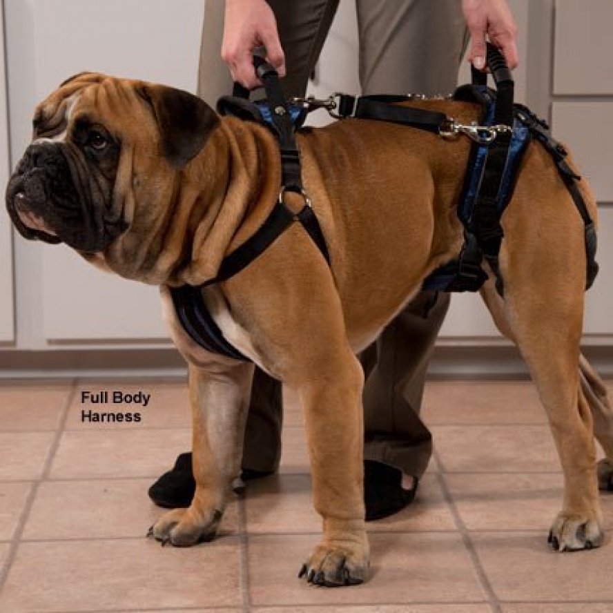美國solvit CareLift™寵物全身介護輔助帶(藍色)/L號大型犬