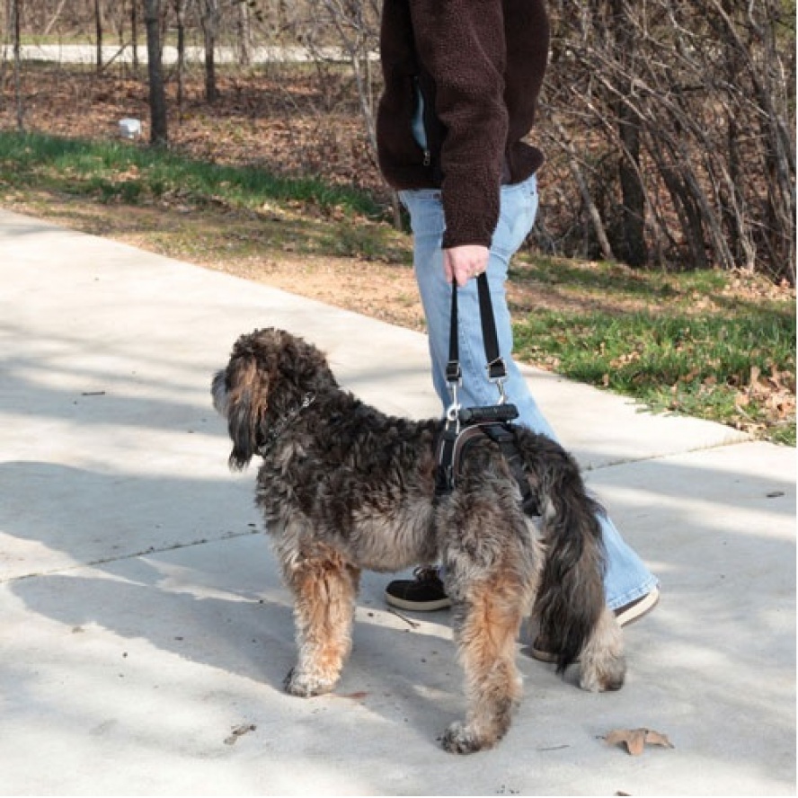 美國solvit Carelift 寵物後足介護輔助帶 金色 M號中型犬 病老犬貓介護用品 Vbone 寵物購物網 寵物商品嚴選 專業保健