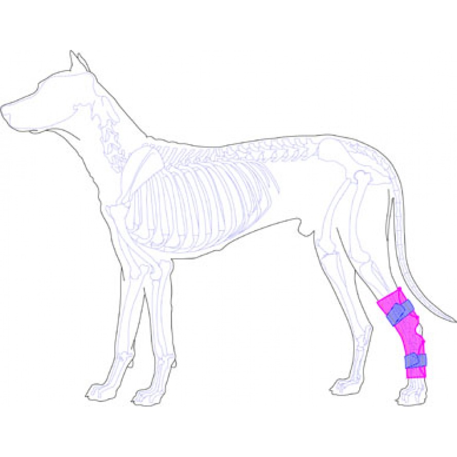 後肢(踝關節)護具/中型犬適用