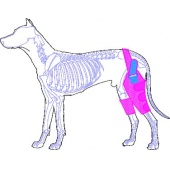 後肢/膝部保護護套，術後防護之用/中大型犬適用_[4]