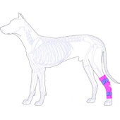 後肢(踝關節)護具/中型犬適用