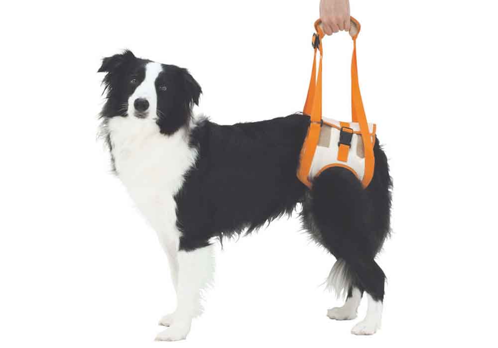 老犬後足步行輔助帶2L號 寵物 老犬 後腳步行輔助器2L