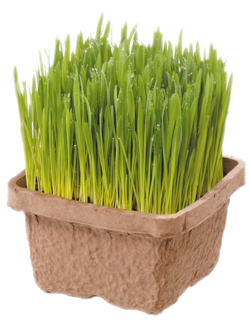 日本green Labo Diy新鮮 燕麥貓草 犬貓用 玩具 益智用品 互動玩具區 Vbone 寵物購物網 寵物商品嚴選 專業保健